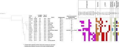 Genetic Diversity of Multidrug-Resistant Pseudomonas aeruginosa Isolates Carrying blaVIM–2 and blaKPC–2 Genes That Spread on Different Genetic Environment in Colombia